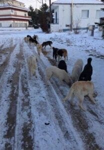 Eordaialive.com - Τα Νέα της Πτολεμαΐδας, Εορδαίας, Κοζάνης Άρρωστα και χωρίς τροφή δεκάδες αδέσποτα σκυλιά στο ακατοίκητο χωριό Μαυροπηγή Κοζάνης