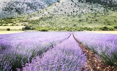 Eordaialive.com - Τα Νέα της Πτολεμαΐδας, Εορδαίας, Κοζάνης Κοζάνη: Λάζαρος Σεμερτζίδης «Καλύτερος Έλληνας αγρότης για το 2018»