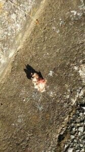 Eordaialive.com - Τα Νέα της Πτολεμαΐδας, Εορδαίας, Κοζάνης Συνεχίζονται οι δηλητηριάσεις αδέσποτων -δεσποζόμενων ζώων με φόλες (φωτογραφίες)