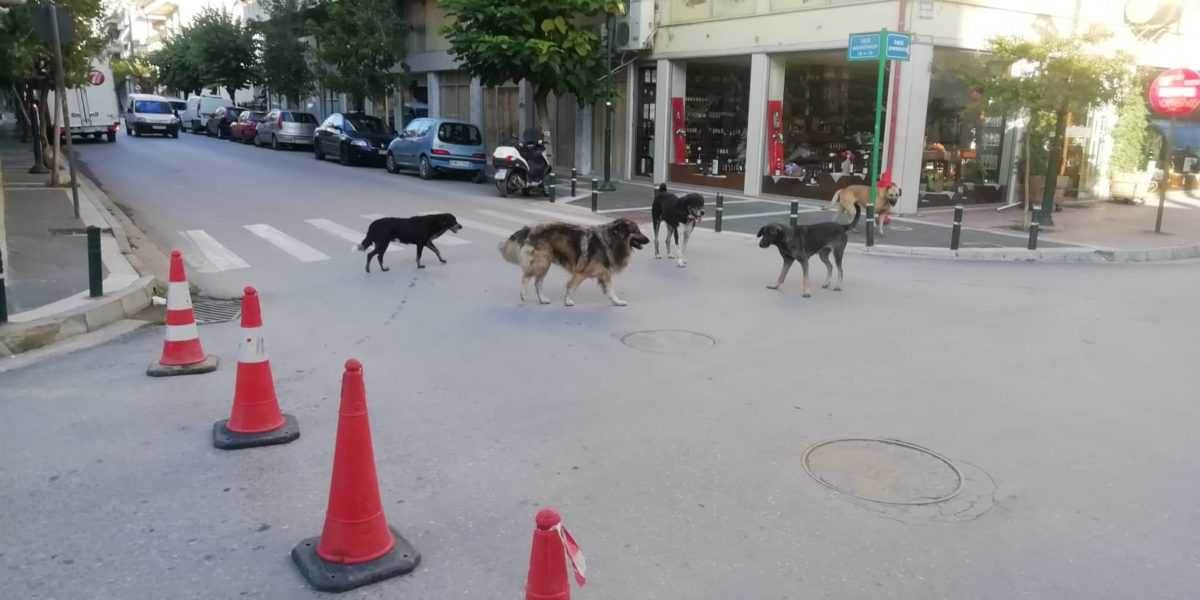 Eordaialive.com - Τα Νέα της Πτολεμαΐδας, Εορδαίας, Κοζάνης Πτολεμαΐδα: Φωτογραφίες αναγνώστη με Αγέλη αδέσποτων σκυλιών - Επιτακτική ανάγκη η επίσπευση των διαδικασιών από τη νέα Δημοτική Αρχή