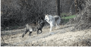 Eordaialive.com - Τα Νέα της Πτολεμαΐδας, Εορδαίας, Κοζάνης Εορδαία: Λύκοι και Αρκούδες «κόβουν βόλτες» γύρω από το Δροσερό