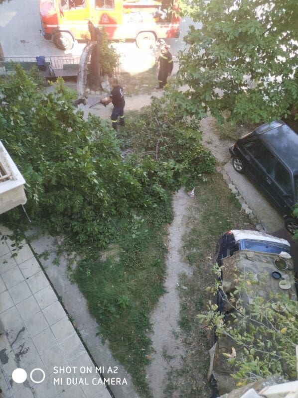 Eordaialive.com - Τα Νέα της Πτολεμαΐδας, Εορδαίας, Κοζάνης Πτολεμαΐδα : Έσπασε δέντρο από τον αέρα!! (φωτογραφίες)